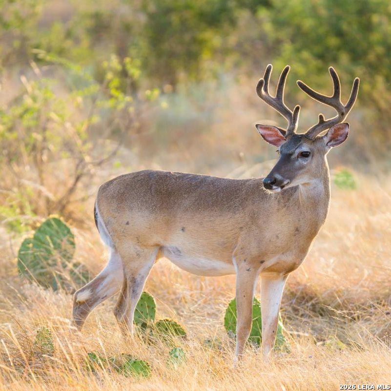 174 Cedar Rock Trail Hunt TX 78024