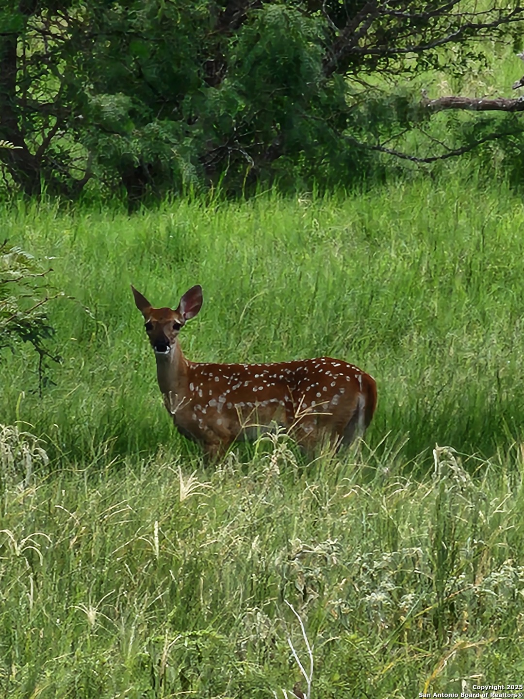 10951 (TRACT D) Kosub Lane San Antonio TX 78223