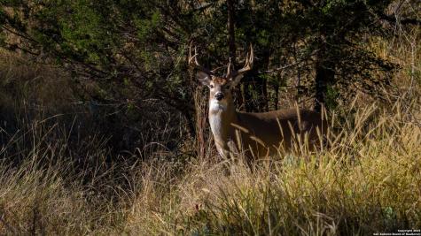 7702 Ranch Road 965 Llano TX 78643