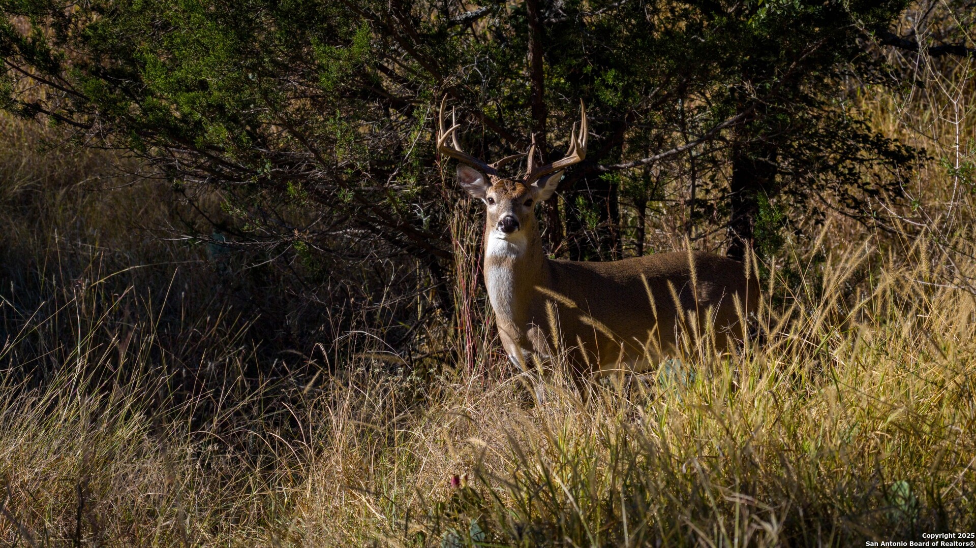 7702 Ranch Road 965 Llano TX 78643