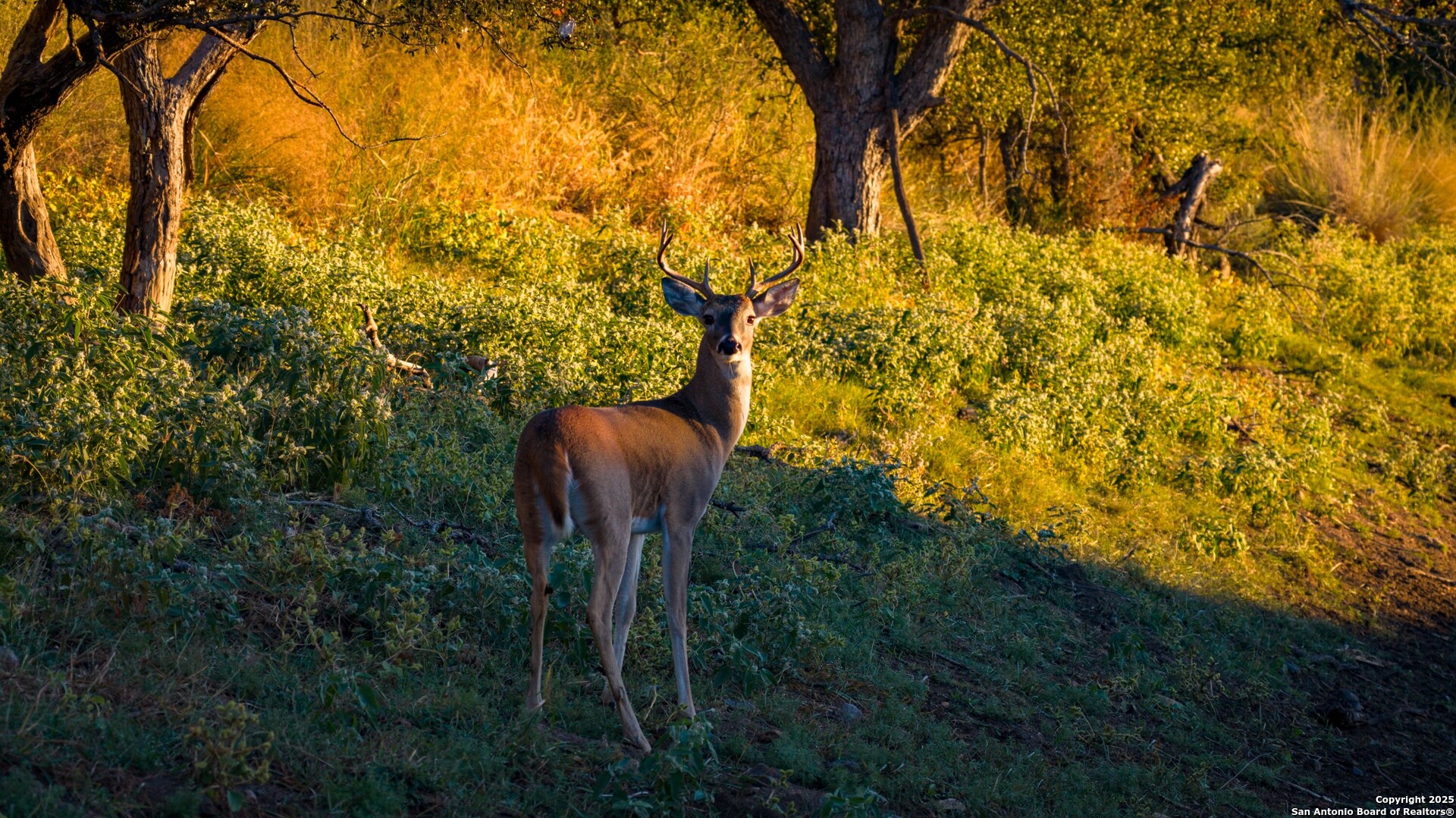 7702 Ranch Road 965 Llano TX 78643