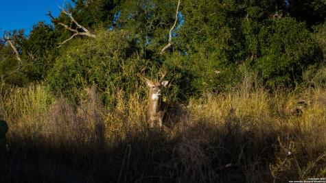 7702 Ranch Road 965 Llano TX 78643