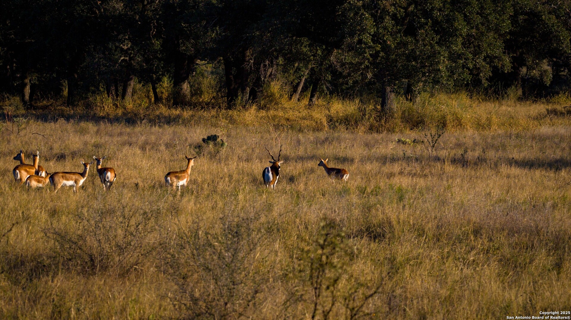 7702 Ranch Road 965 Llano TX 78643