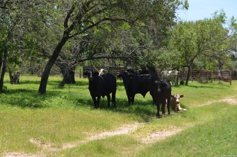 1140 County Road 765 Moore TX 78057