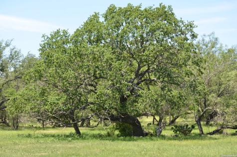 1140 County Road 765 Moore TX 78057
