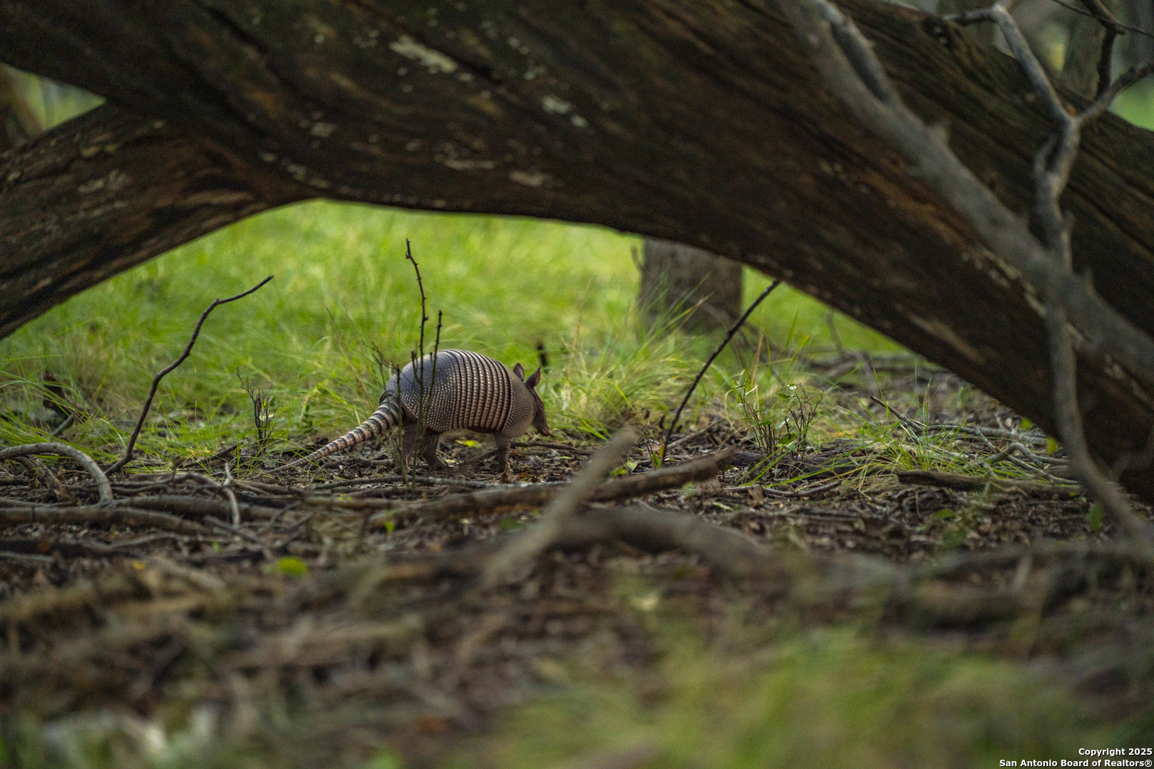 247 Betty Bandera TX 78003