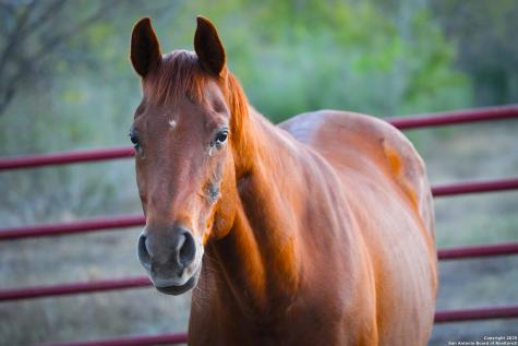 11190 Jarratt Atascosa TX 78002