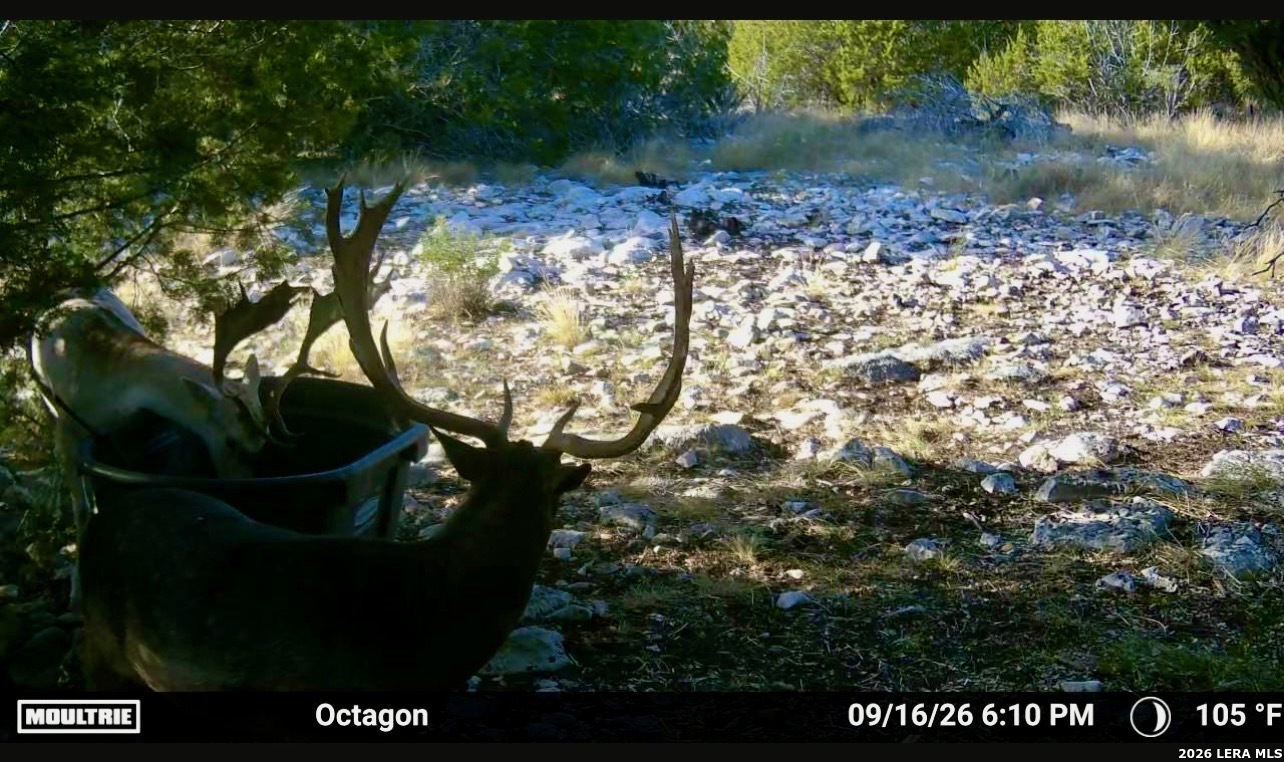 1989 Dominion Road Rocksprings TX 78880