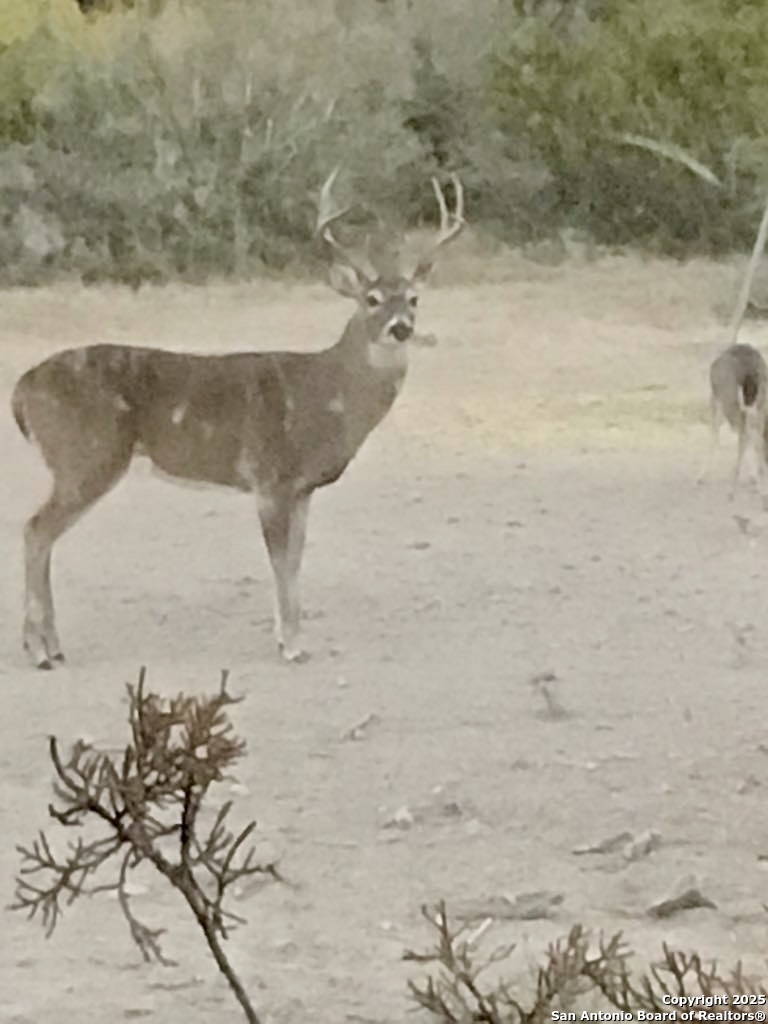 1446 Big Draw Drive Junction TX 76849