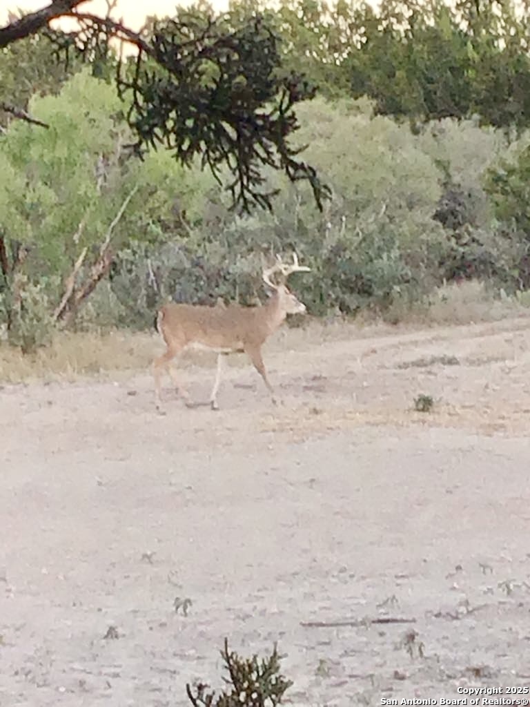 1446 Big Draw Drive Junction TX 76849