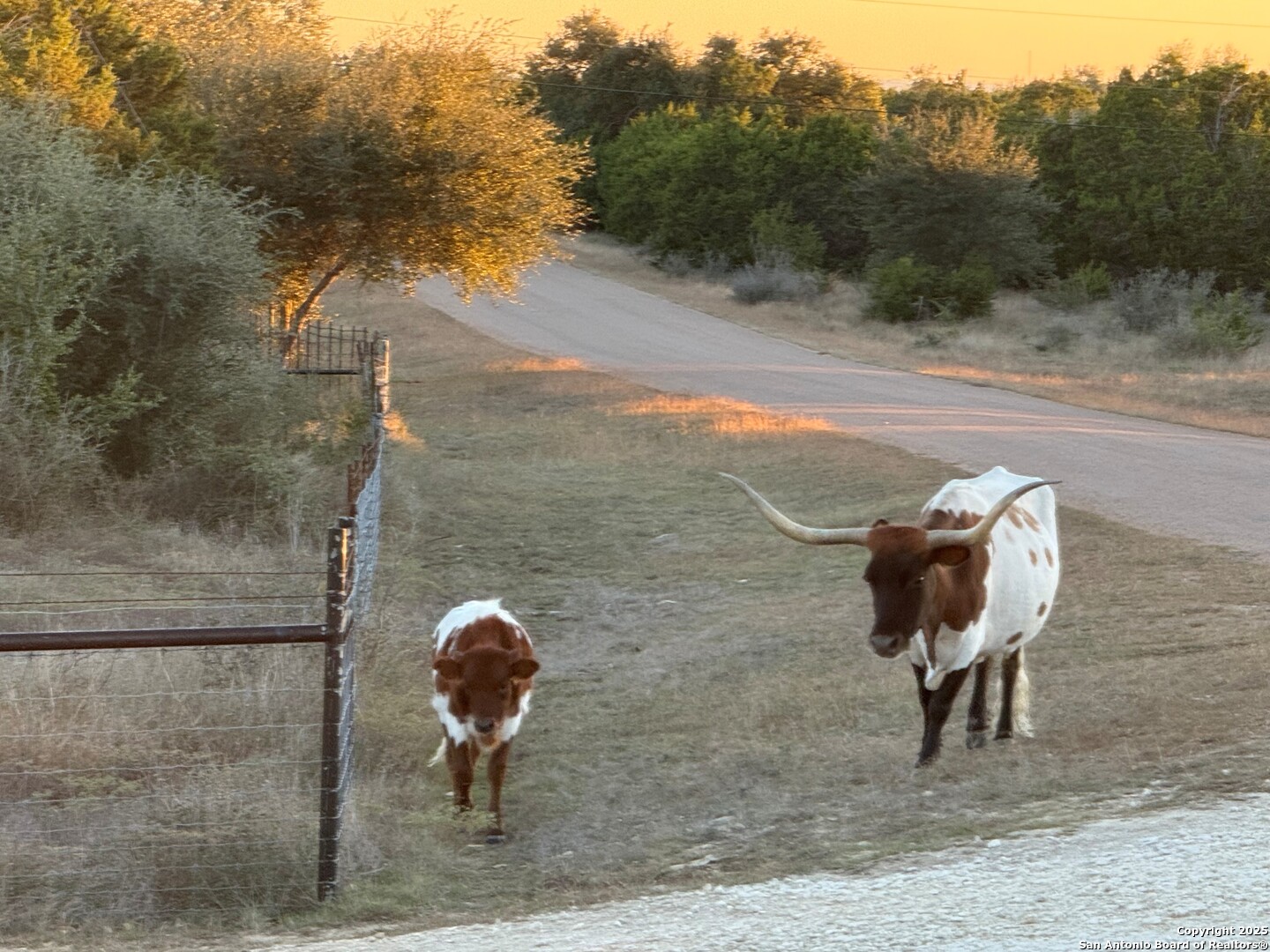1041 Homestead Ridge New Braunfels TX 78132