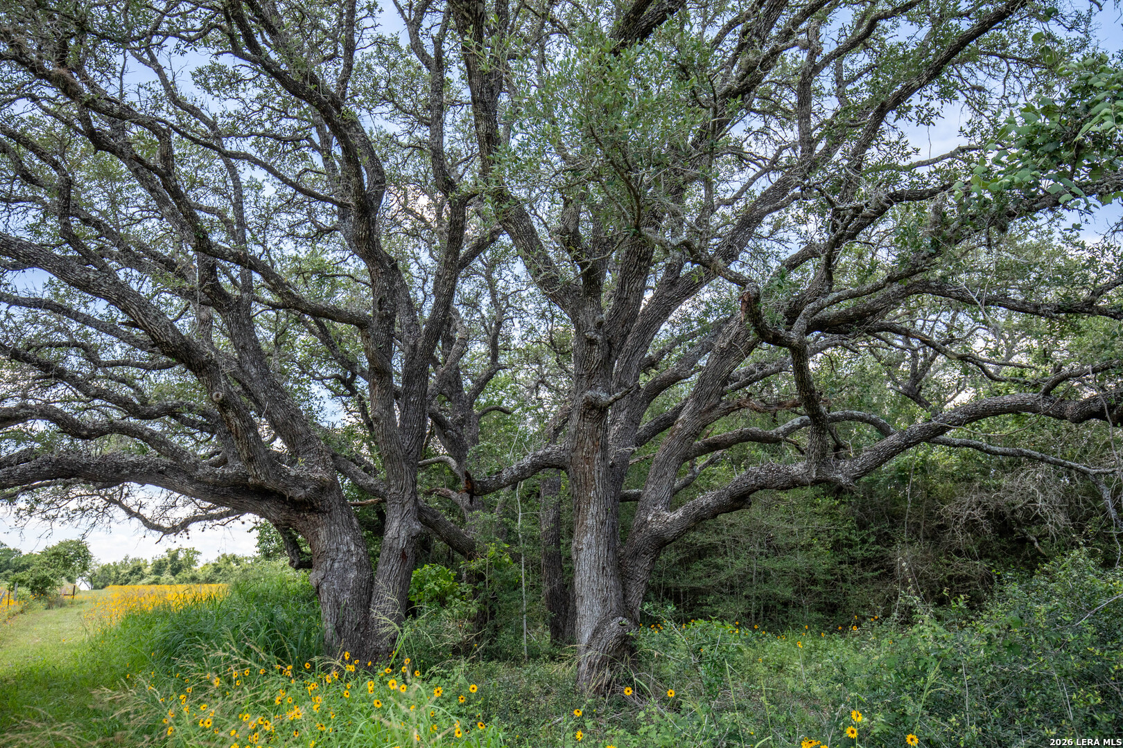 9393 E Us Highway 87 Westhoff TX 77994