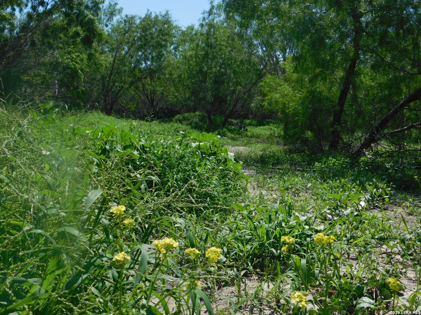 1590 Mccauley Road Floresville TX 78114