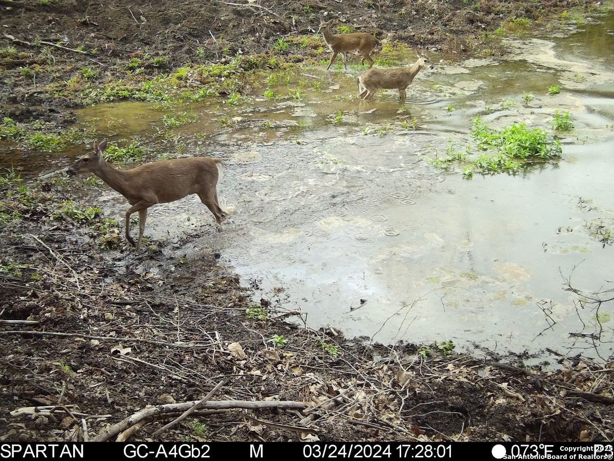 103 Bella Springs Road Boerne TX 78006