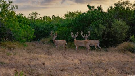 5775 County Road 308 Orange Grove TX 78373