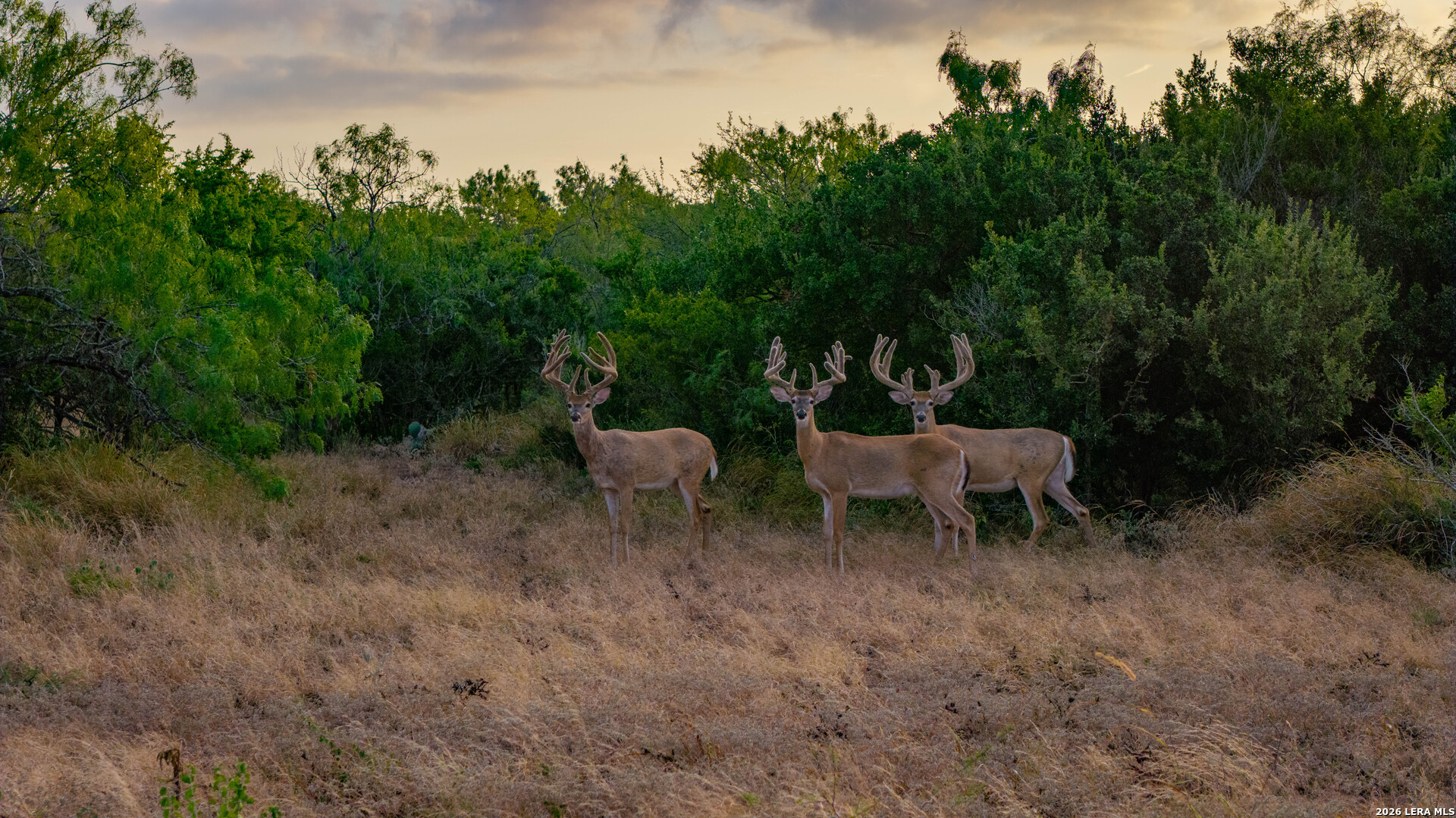 5775 County Road 308 Orange Grove TX 78373