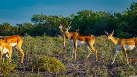 5775 County Road 308 Orange Grove TX 78373