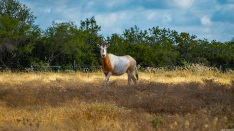 5775 County Road 308 Orange Grove TX 78373