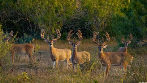 5775 County Road 308 Orange Grove TX 78373