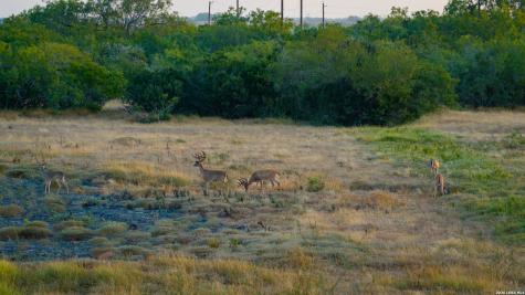 5775 County Road 308 Orange Grove TX 78373