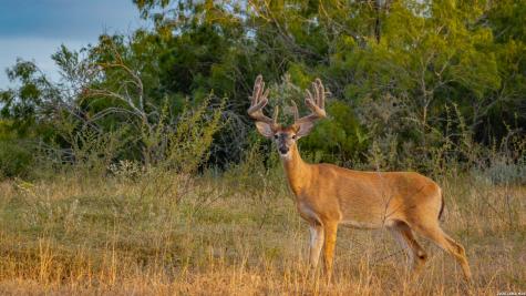 5775 County Road 308 Orange Grove TX 78373