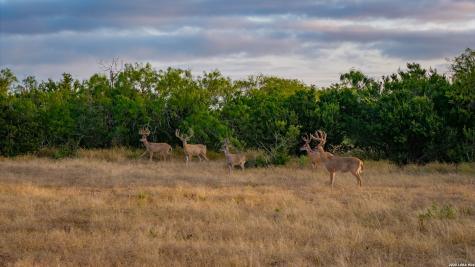 5775 County Road 308 Orange Grove TX 78373