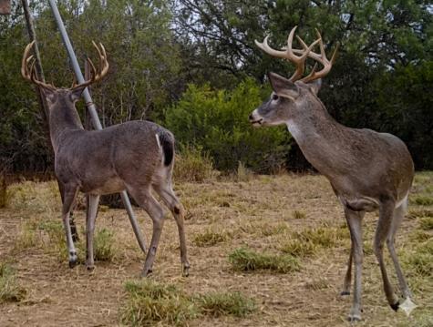 1297 Fm 1433 Carrizo Springs TX 78834