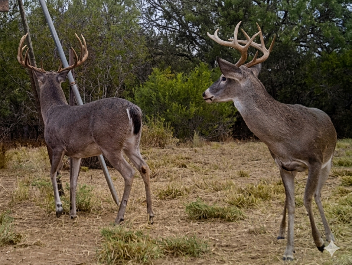 1297 Fm 1433 Carrizo Springs TX 78834