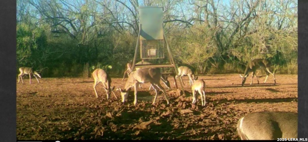 3265 Highway 97 Jourdanton TX 78026