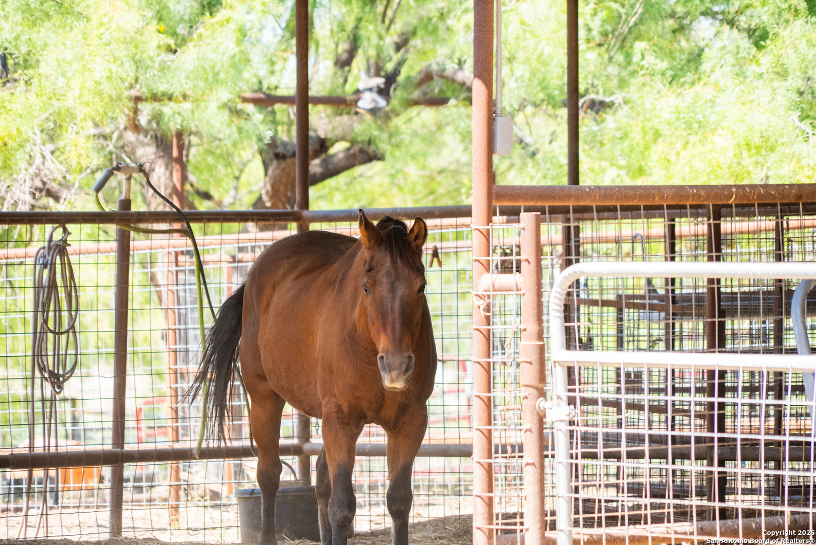 2133 Lausen Del Rio TX 78840