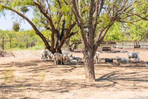 2133 Lausen Del Rio TX 78840