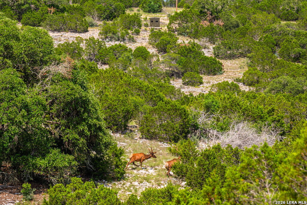 11797 Hackberry Road Rocksprings TX 78880