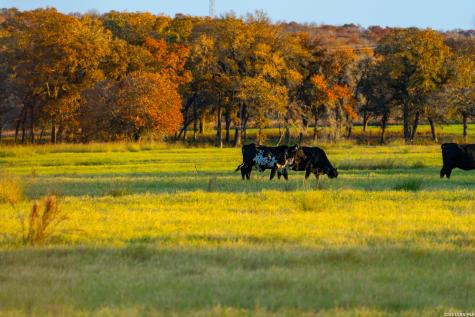 Tbd S State Highway 123 Seguin TX 78155