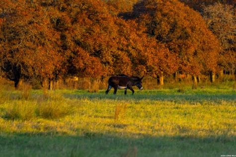 Tbd S State Highway 123 Seguin TX 78155