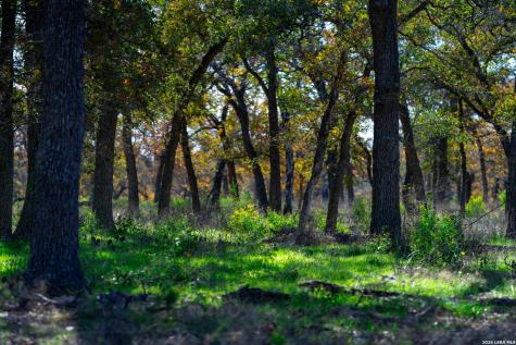 Tbd S State Highway 123 Seguin TX 78155