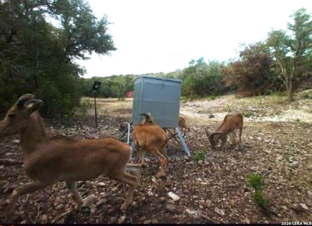 Tbd Sd 46071 Rocksprings TX 78880