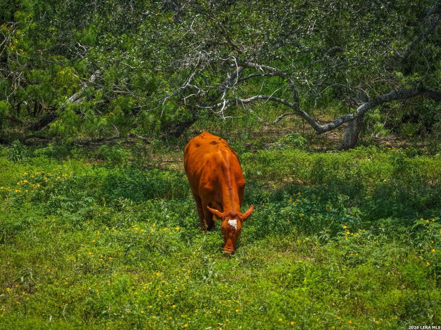 2249 Long Road Lockhart TX 78644