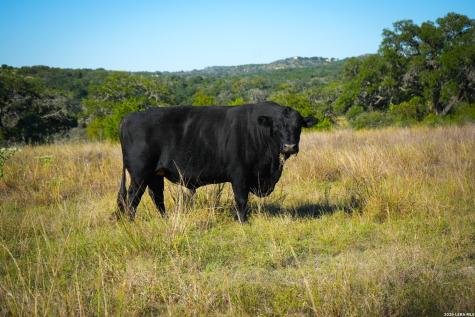507 Upper Sisterdale Road Boerne TX 78006