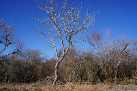 0 County Road 406 Falfurrias TX 78355