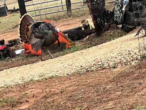 1384 County Road 326 Adkins TX 78101