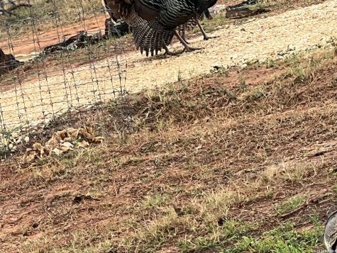 1384 County Road 326 Adkins TX 78101