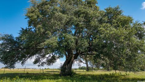 43 Acres Fm 885 Runge TX 78151