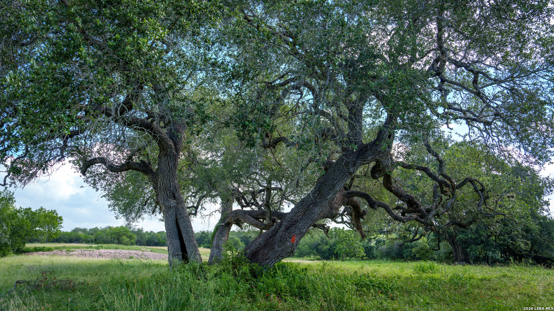 43 Acres Fm 885 Runge TX 78151