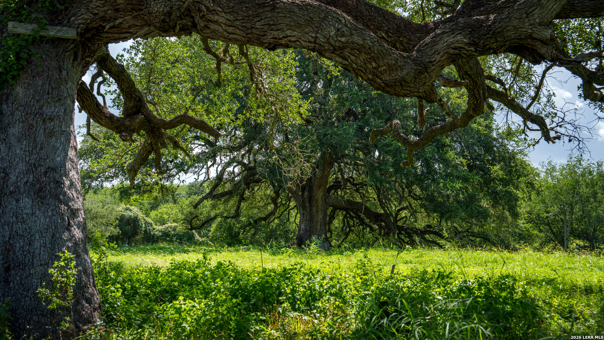 43 Acres Fm 885 Runge TX 78151