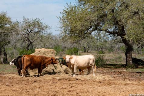 2632 Slickfield Road York Town TX 78164