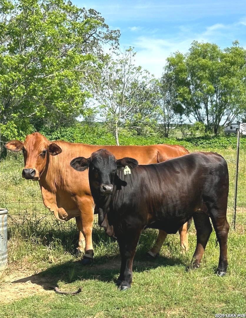 2712 N State Highway 80 Nixon TX 78140