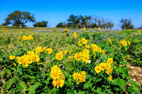 481 Living Water Ranch Road Harper TX 78631