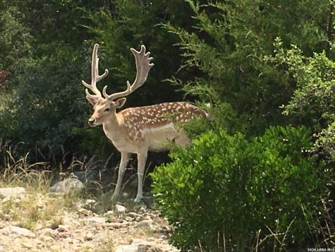 1 And 2 Texana Oaks Ranch Highway 377 Rocksprings TX 78880