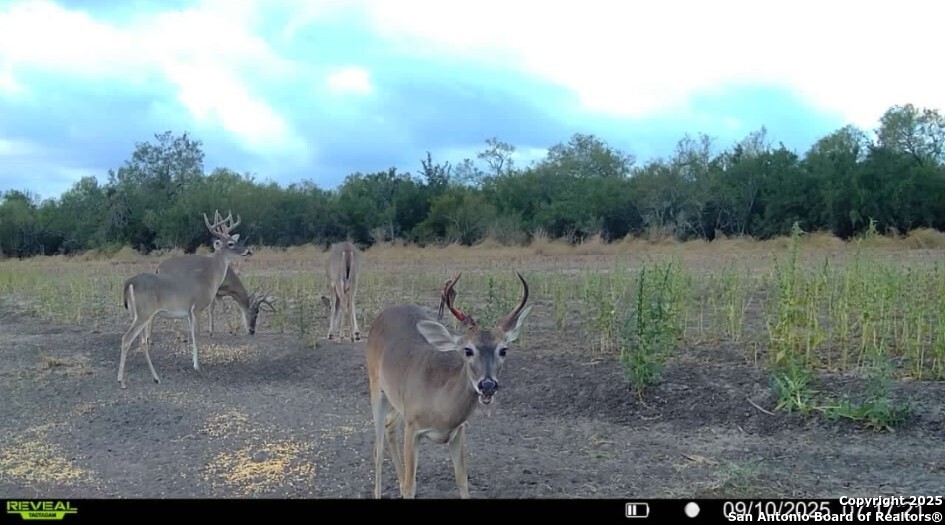 1121 County Road 481 Alice TX 78332