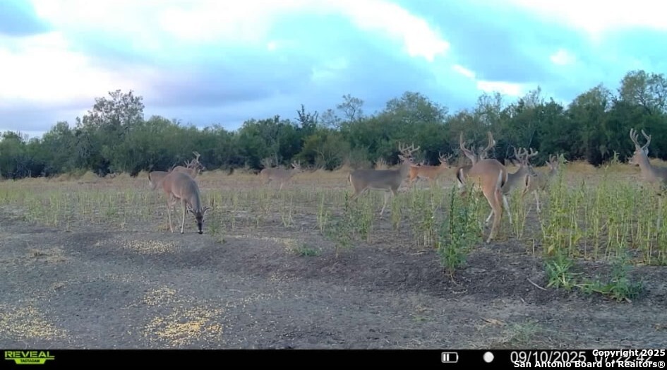 1121 County Road 481 Alice TX 78332